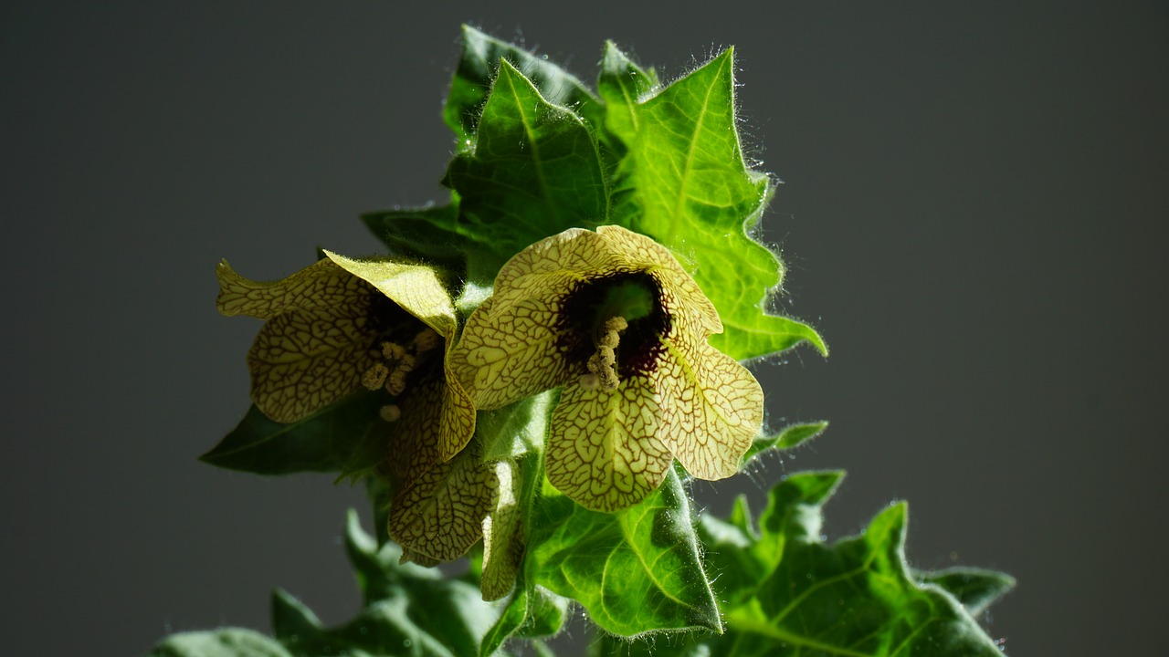 Image - hyoscyamus niger henbane