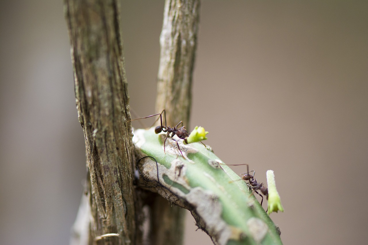 Image - ant street macro ant insect nature