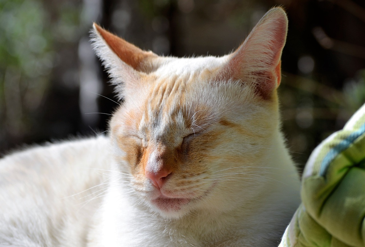 Image - kitten siesta feline pets