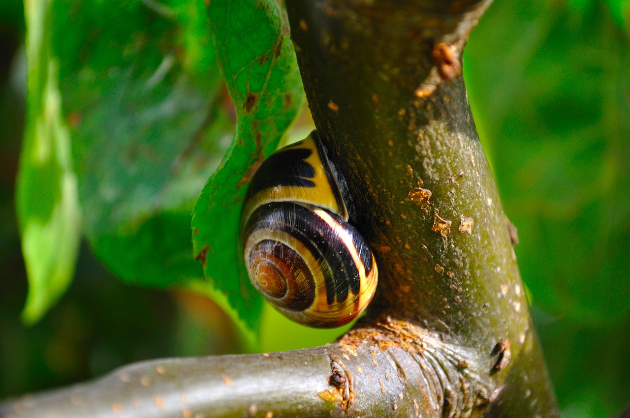 Image - snail close animals nature tree