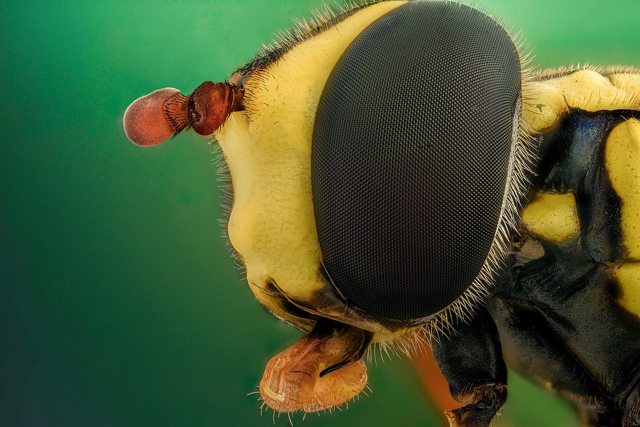 Image - eye yellow macro closeup nature