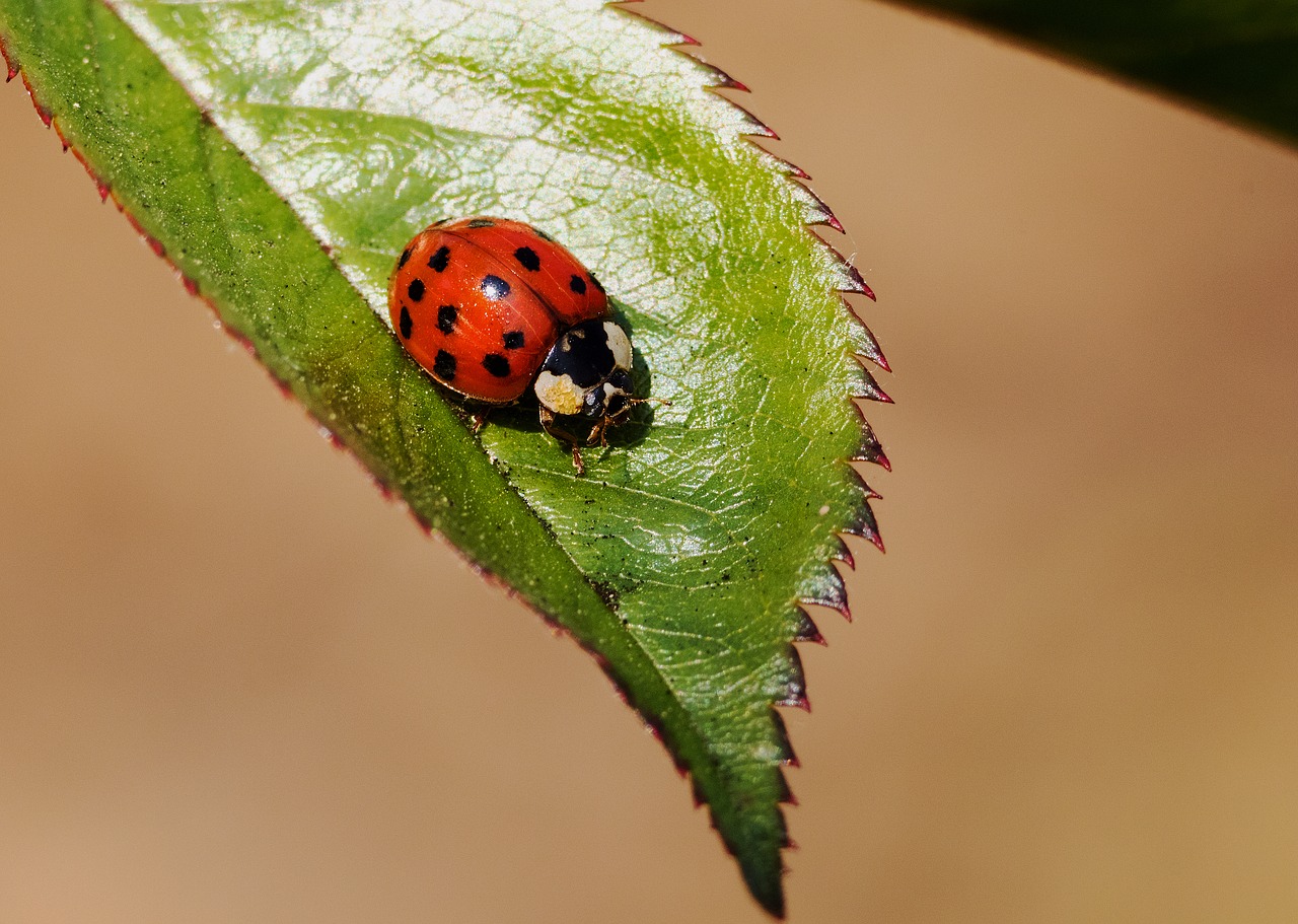 Image - ladybug insect nature beetle macro