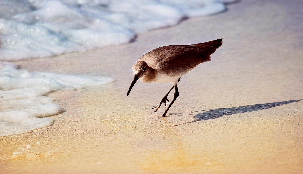 Image - wader florida seabird coastline