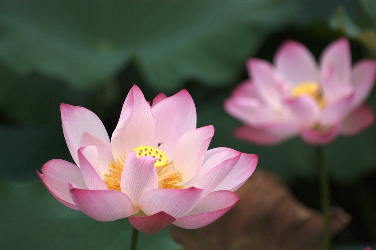 Image - lotus pink red bloom buddhism