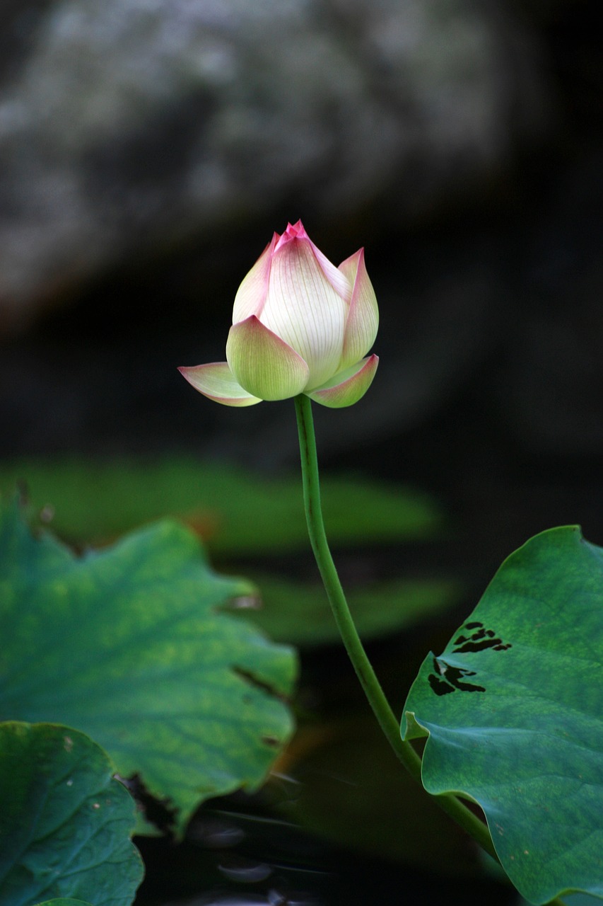 Image - lotus white bud mein buddhism