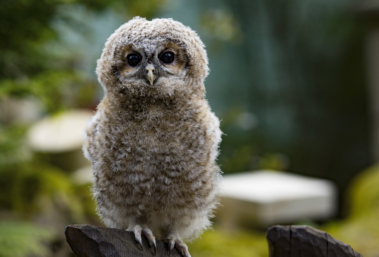 Image - owl eagle owl bird bird of prey