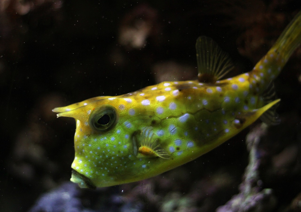 Image - kuhfisch fish underwater boxfish