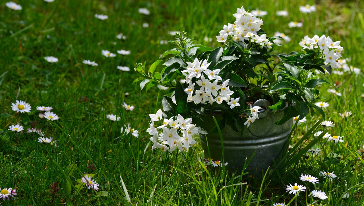 Image - jasmin solanum jasminoides meadow