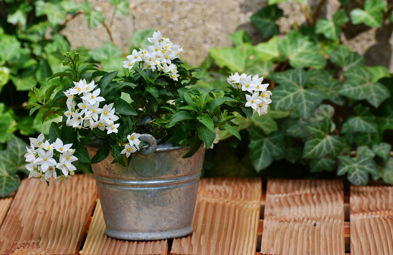 Image - jasmin solanum jasminoides