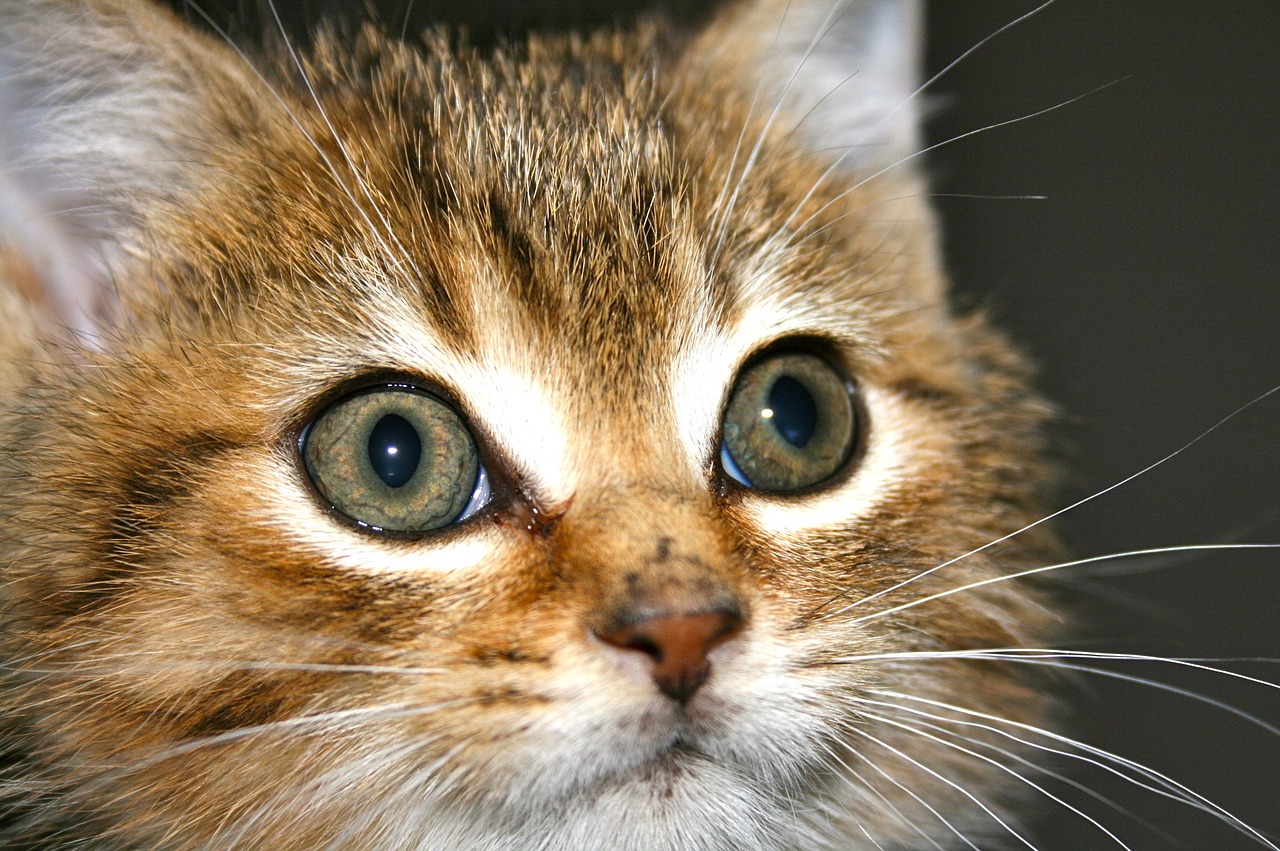 Image - kitten tabby cat pet feline