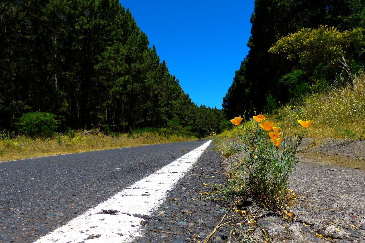 Image - road forest tree lined avenue