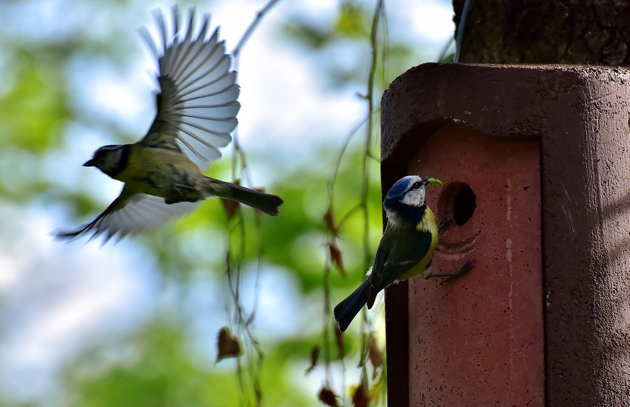 Image - blue tits birds nest bird tit