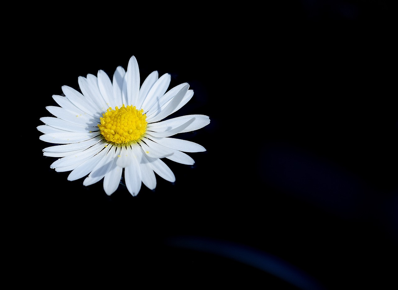 Image - daisy swim flower nature