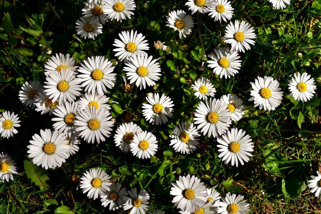 Image - daisy meadow bloom flowers spring