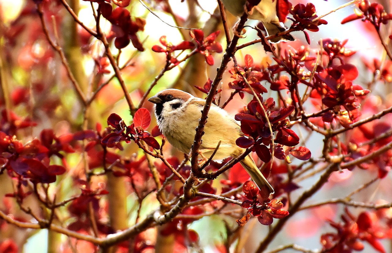 Image - sparrow bird small bird plumage