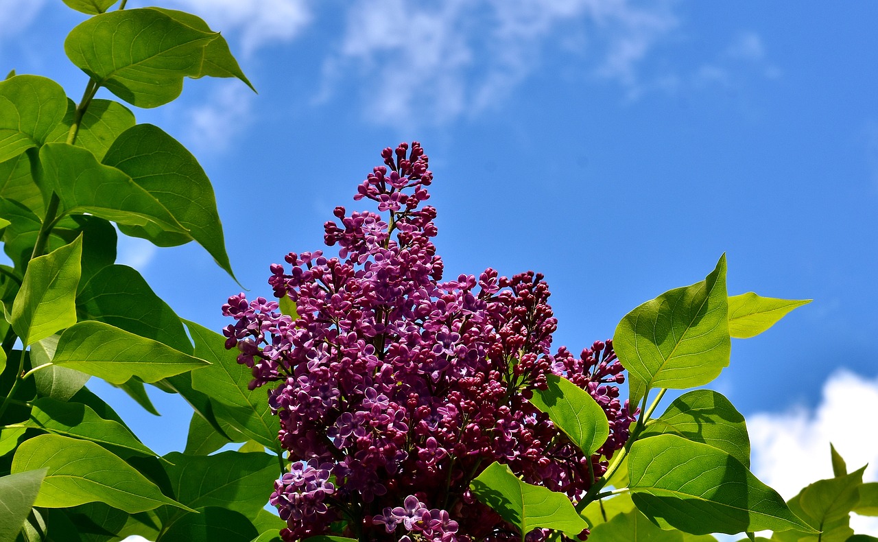 Image - lilac bush bloom lilac branch