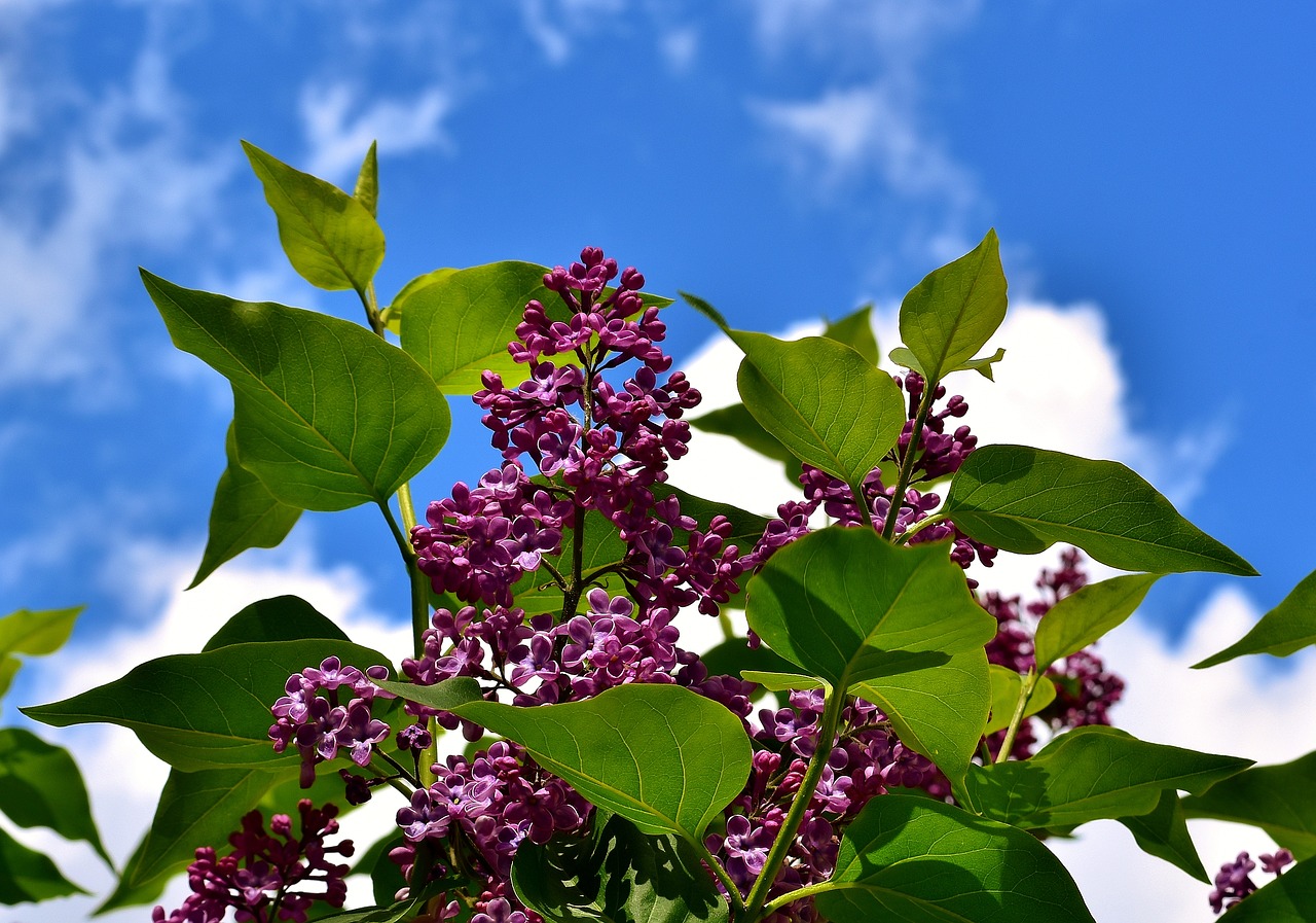 Image - lilac bush bloom lilac branch