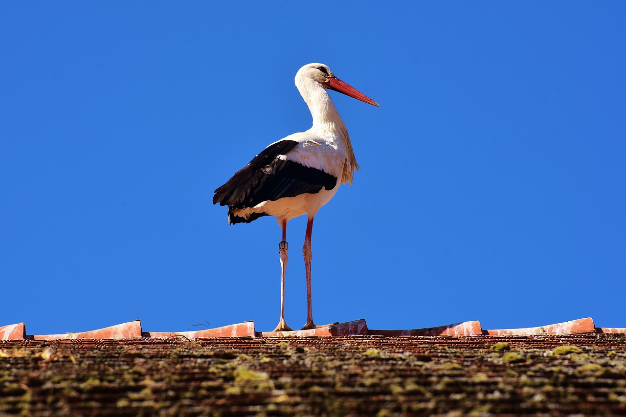 Image - stork bird fly plumage nature
