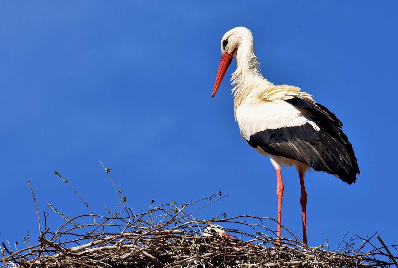 Image - stork bird fly plumage nature