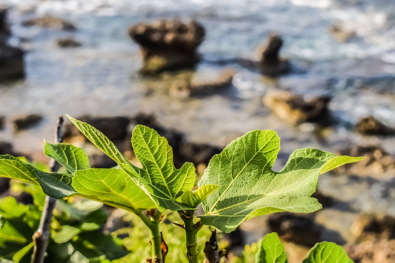 Image - fig tree leaf nature green