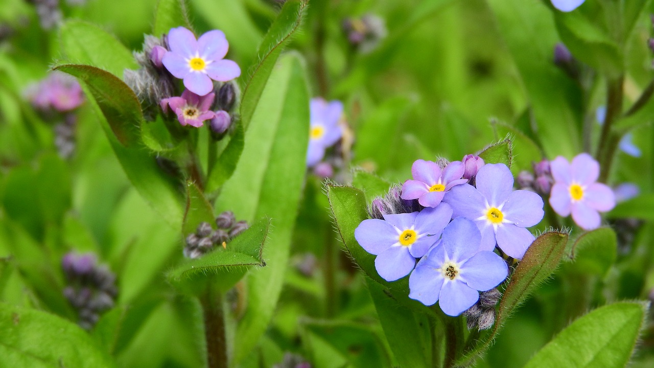 Image - forget me not forest