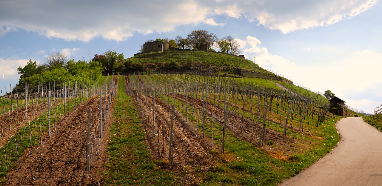 Image - vineyard castle ruin weibertreu