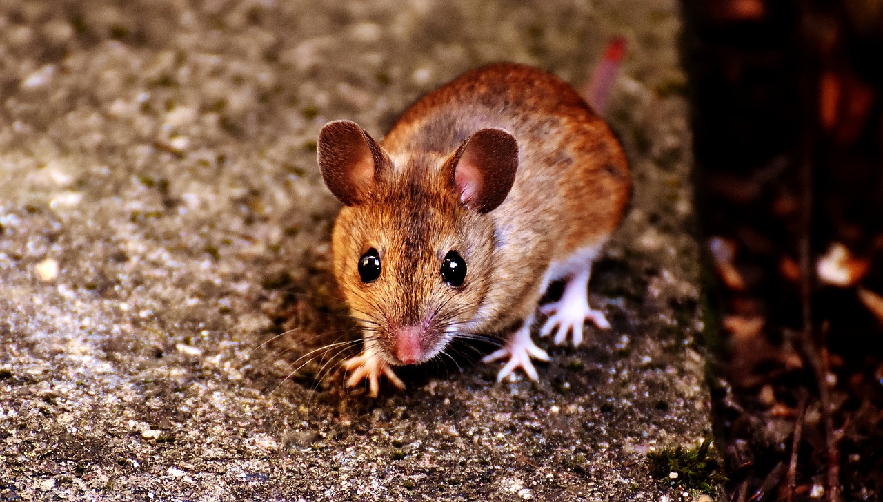 Image - mouse rodent cute mammal nager