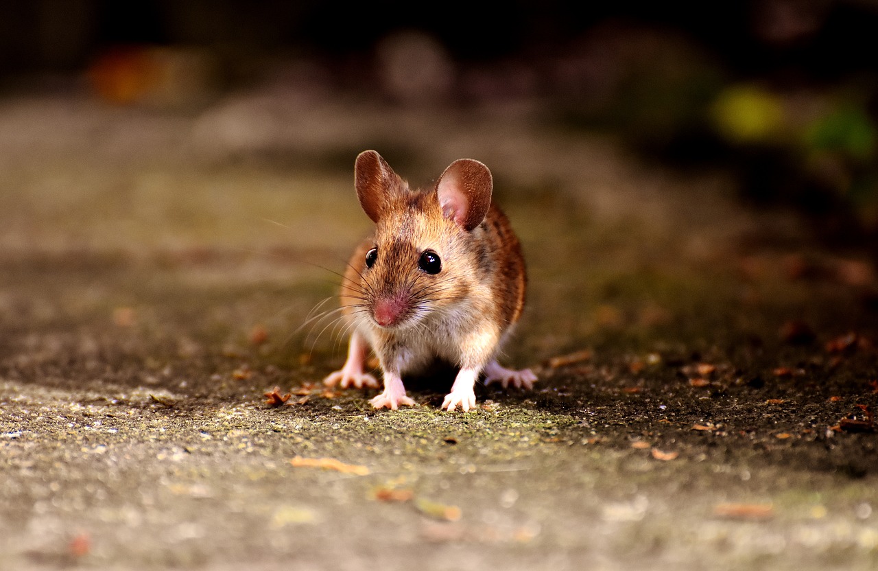 Image - mouse rodent cute mammal nager