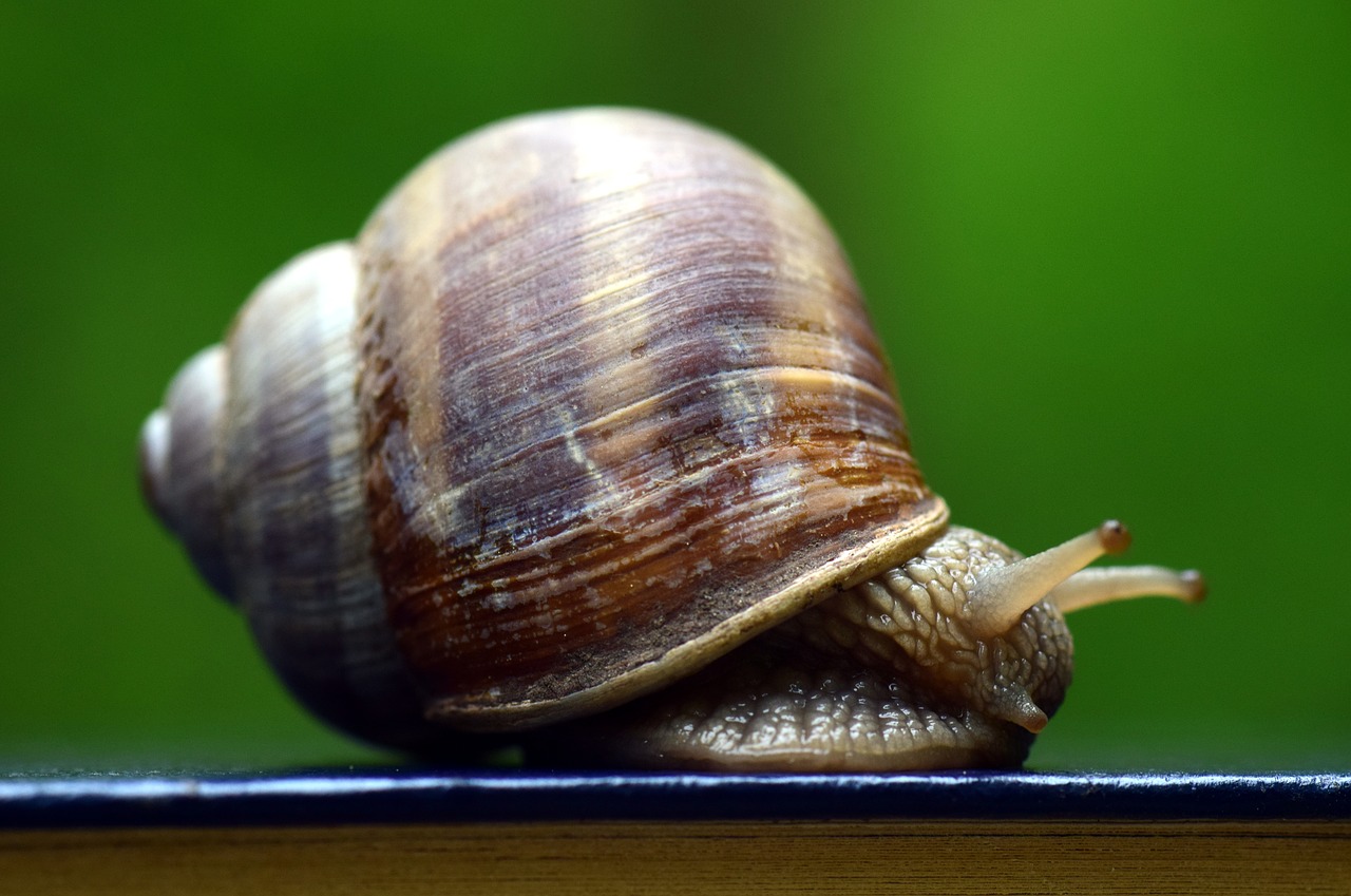 Image - snail shell mollusk nature reptile