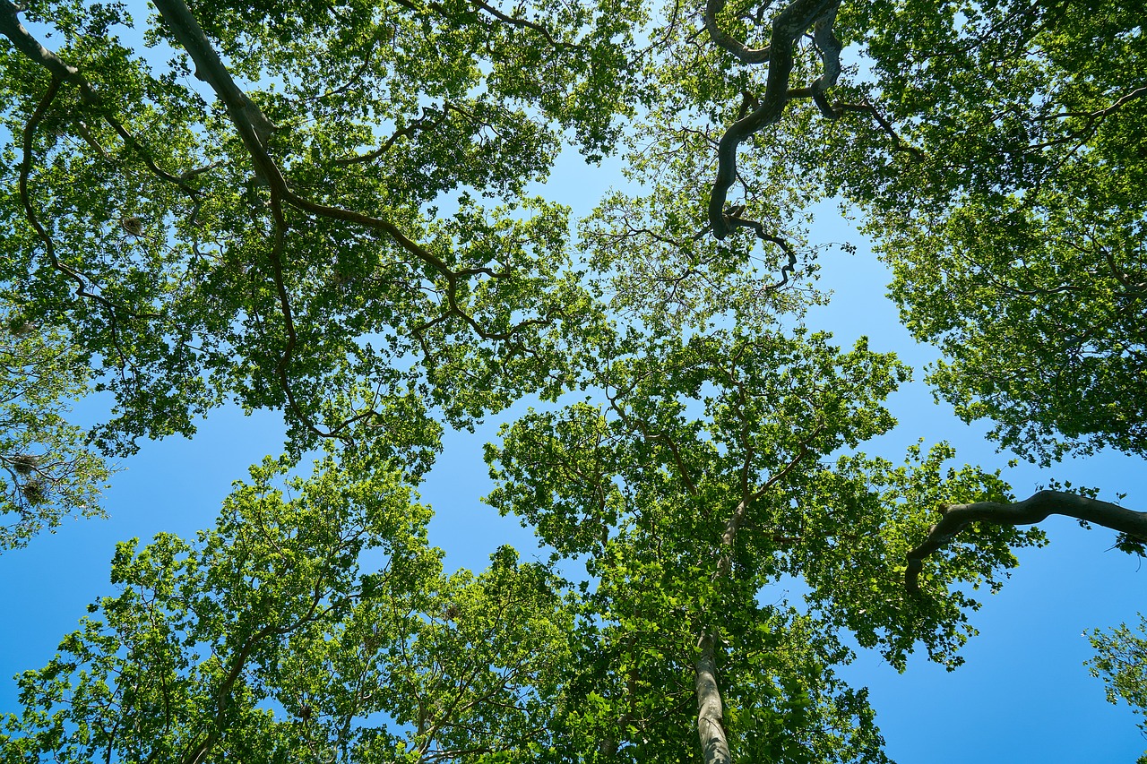 Image - tree blue nature sky forest