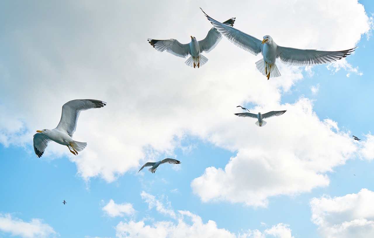Image - gulls bird fly loves nature nature