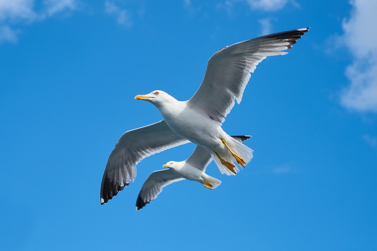 Image - seagull bird beautiful gulls day