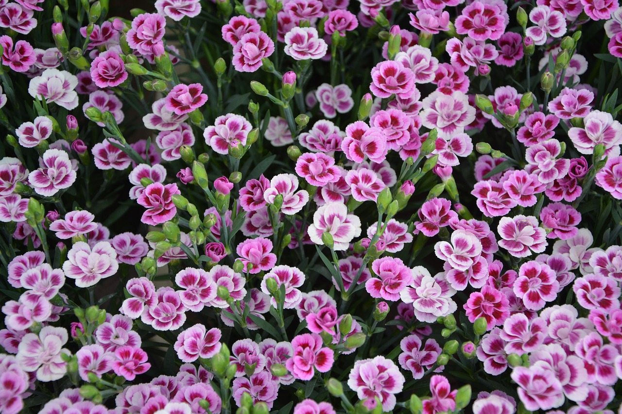 Image - carnation dwarf flowers roses white