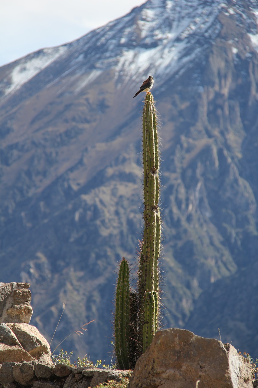 Image - peru cactus canyon