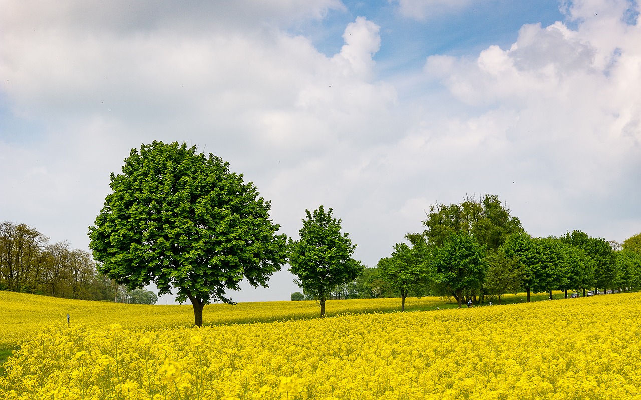 Image - oilseed rape rape blossom