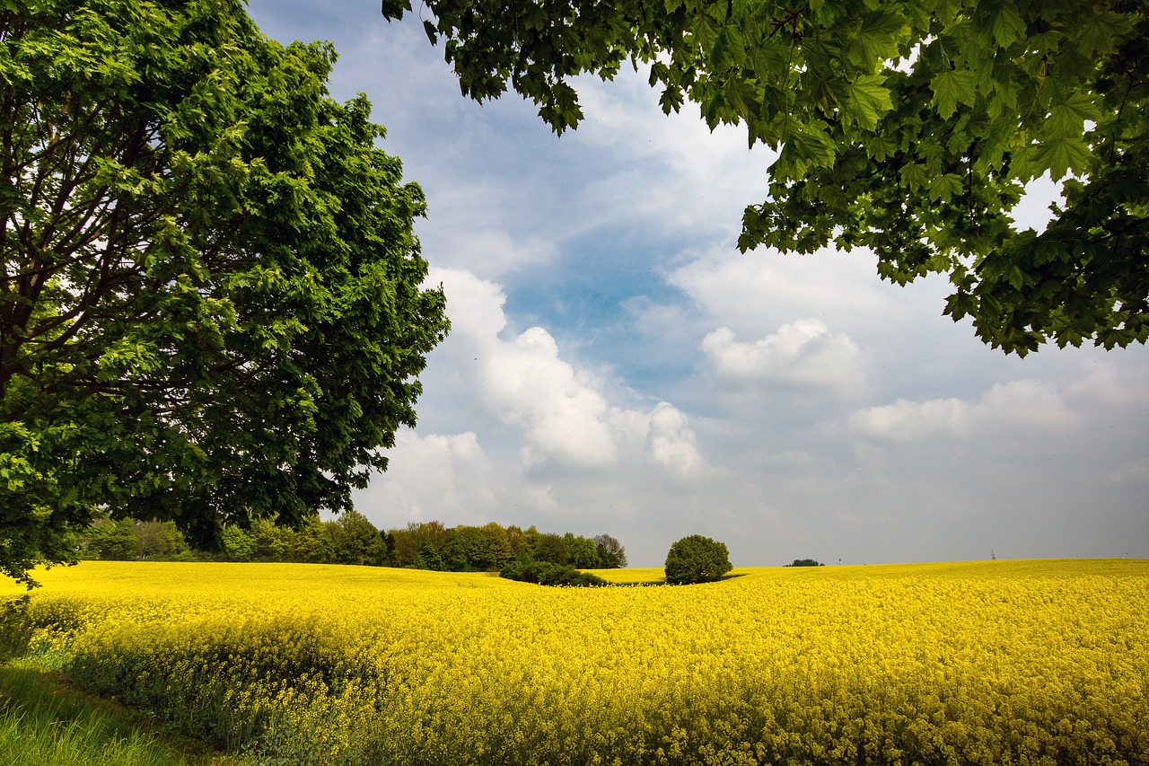 Image - oilseed rape rape blossom