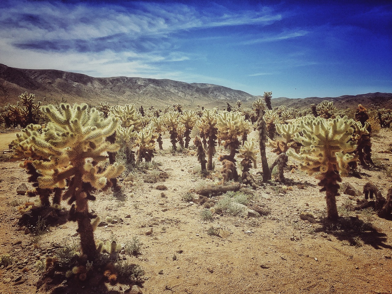 Image - joshua tree desert joshua