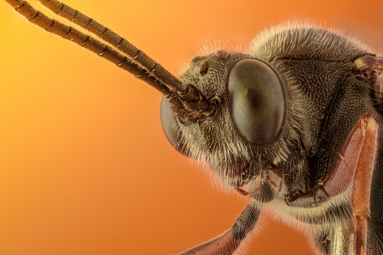 Image - macro insect bug fly yellow