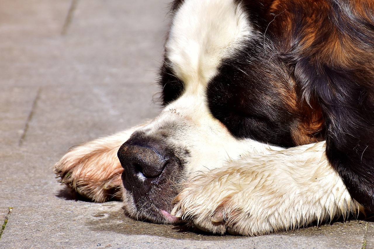 Image - dog st bernard sleep tired brown