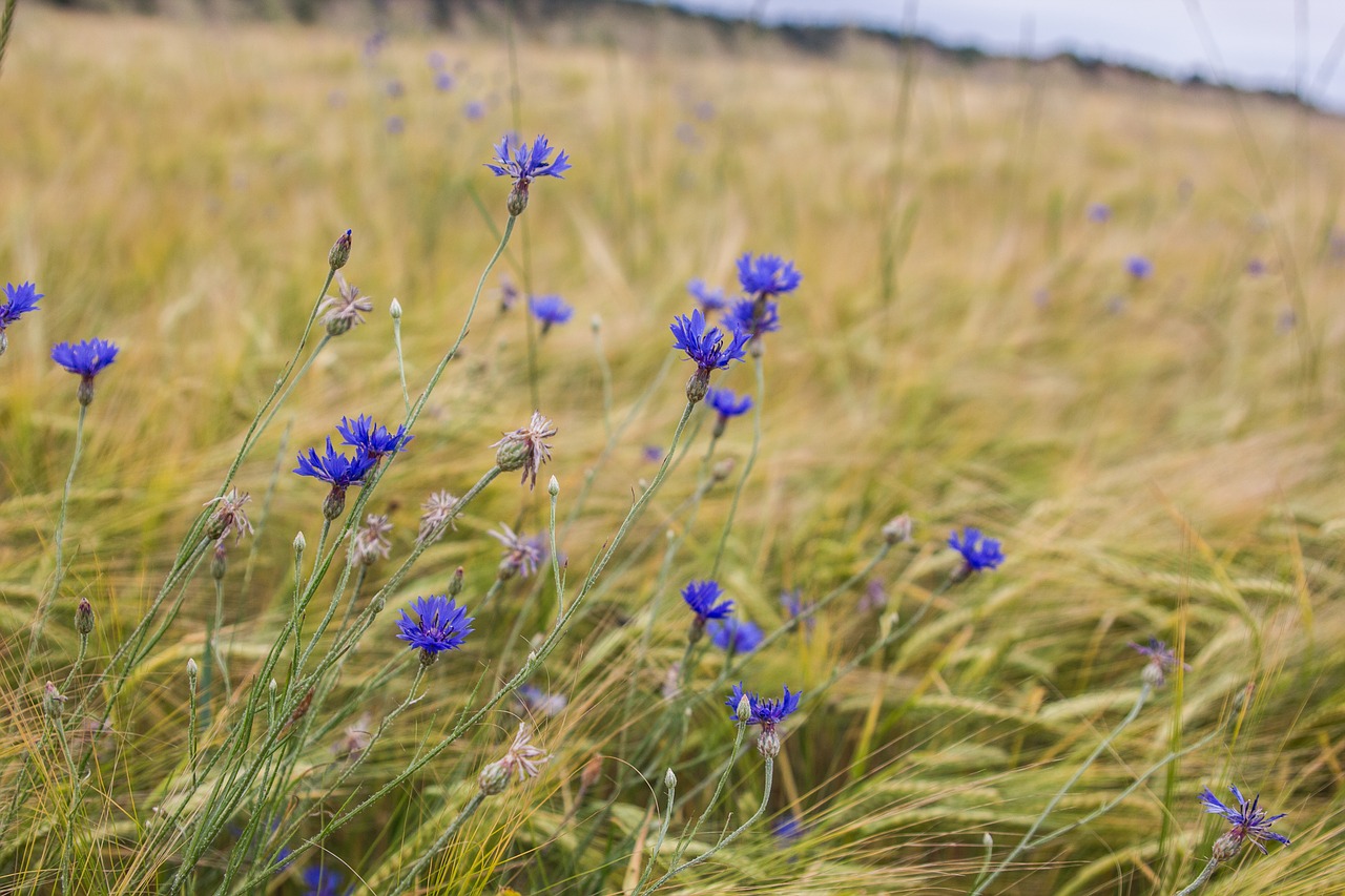 Image - nature wolock psenica