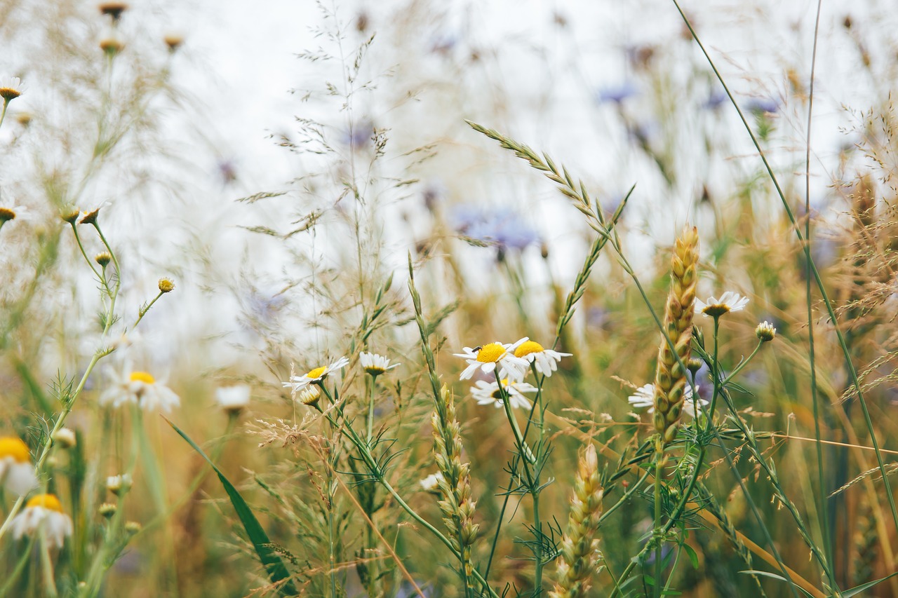 Image - field nature remask grass autumn