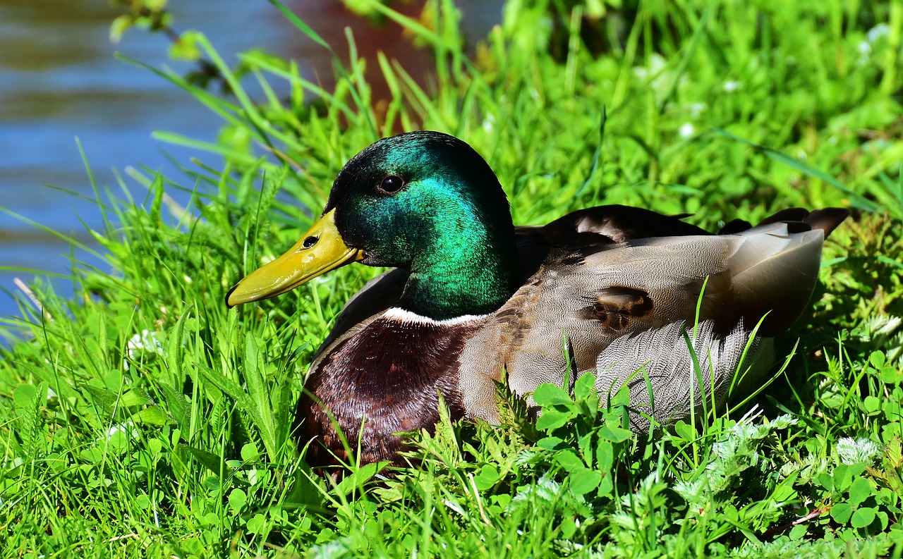 Image - duck mallard meadow rest drake