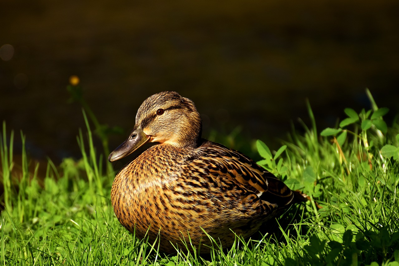 Image - duck mallard water bird duck bird