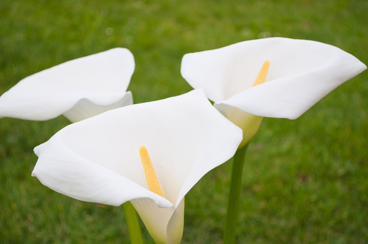 Image - bent calla lily close up curled up