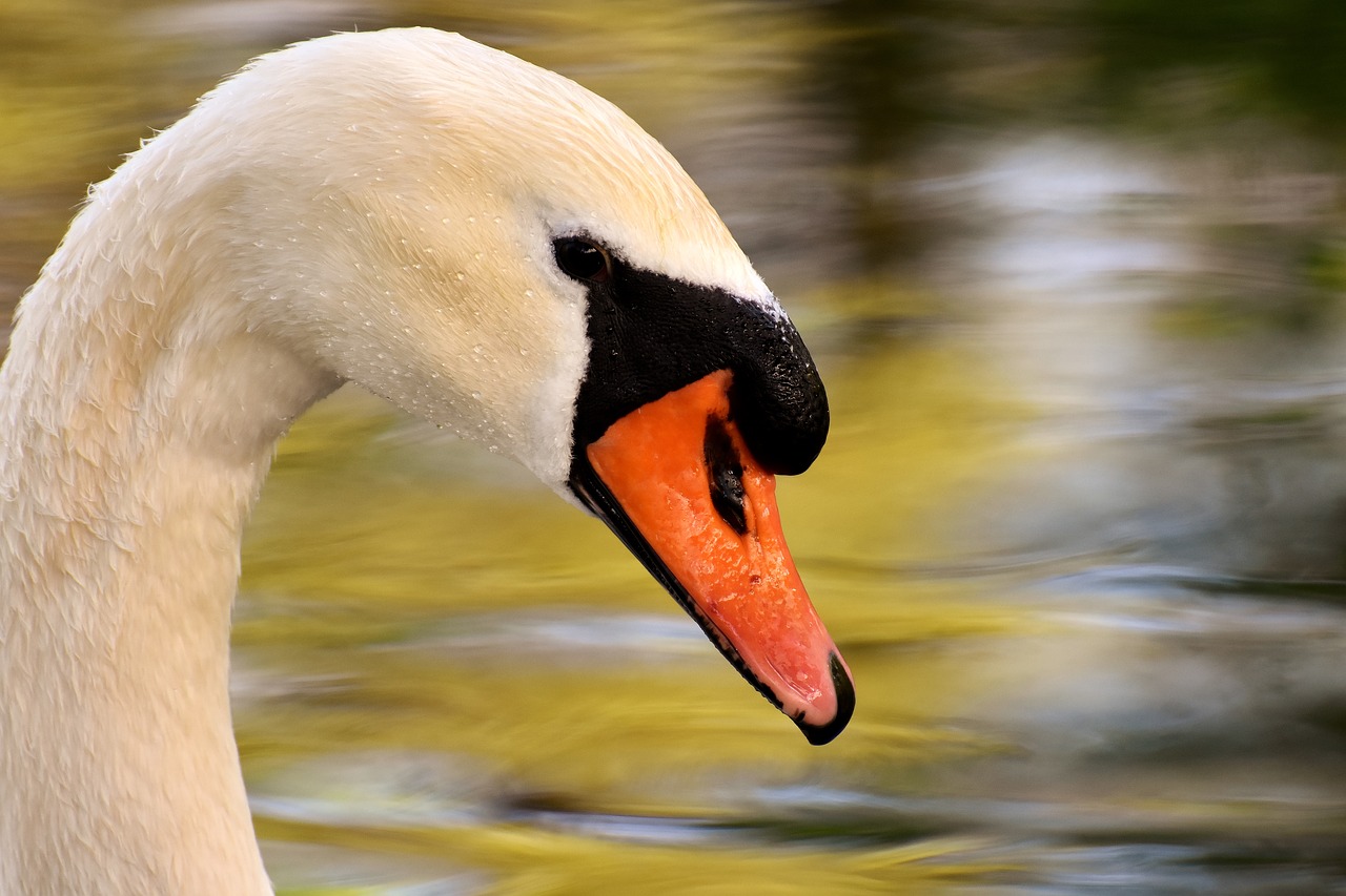 Image - swan pond water bird plumage