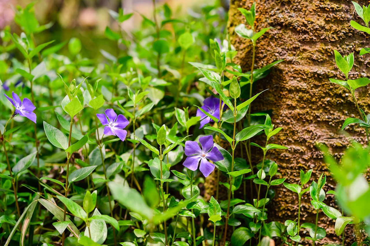 Image - plant flowers green natural