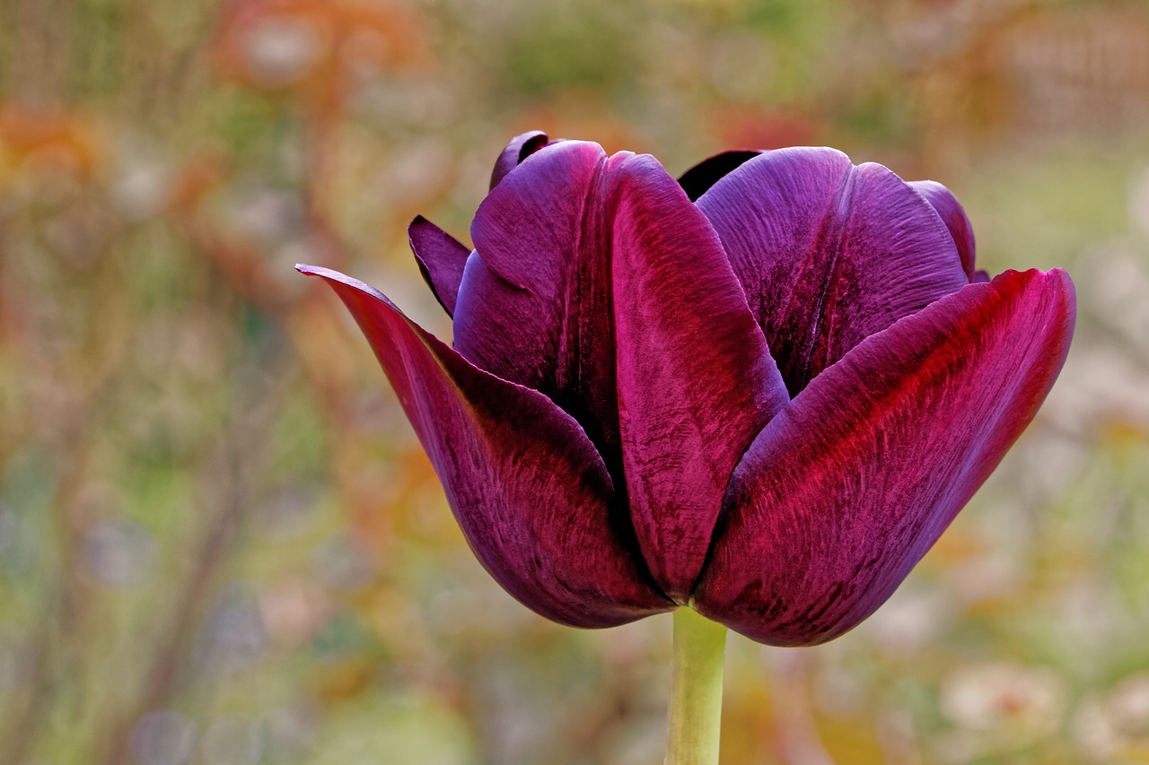 Image - tulip lily violet purple spring