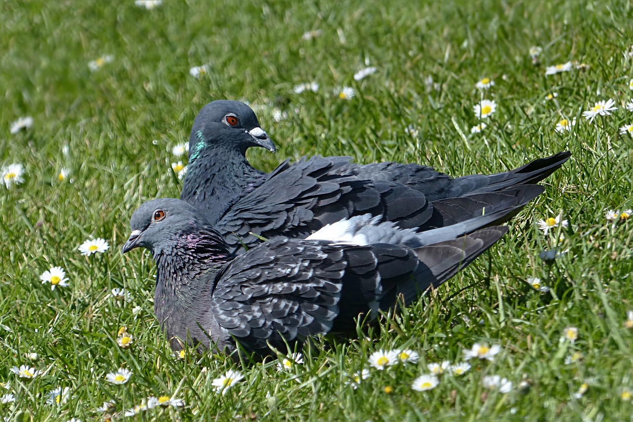 Image - bird dove wild pigeon