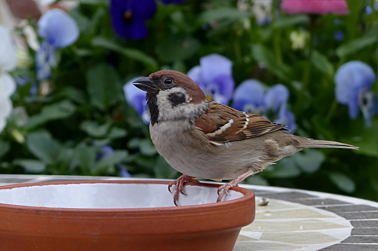 Image - bird sparrow sperling