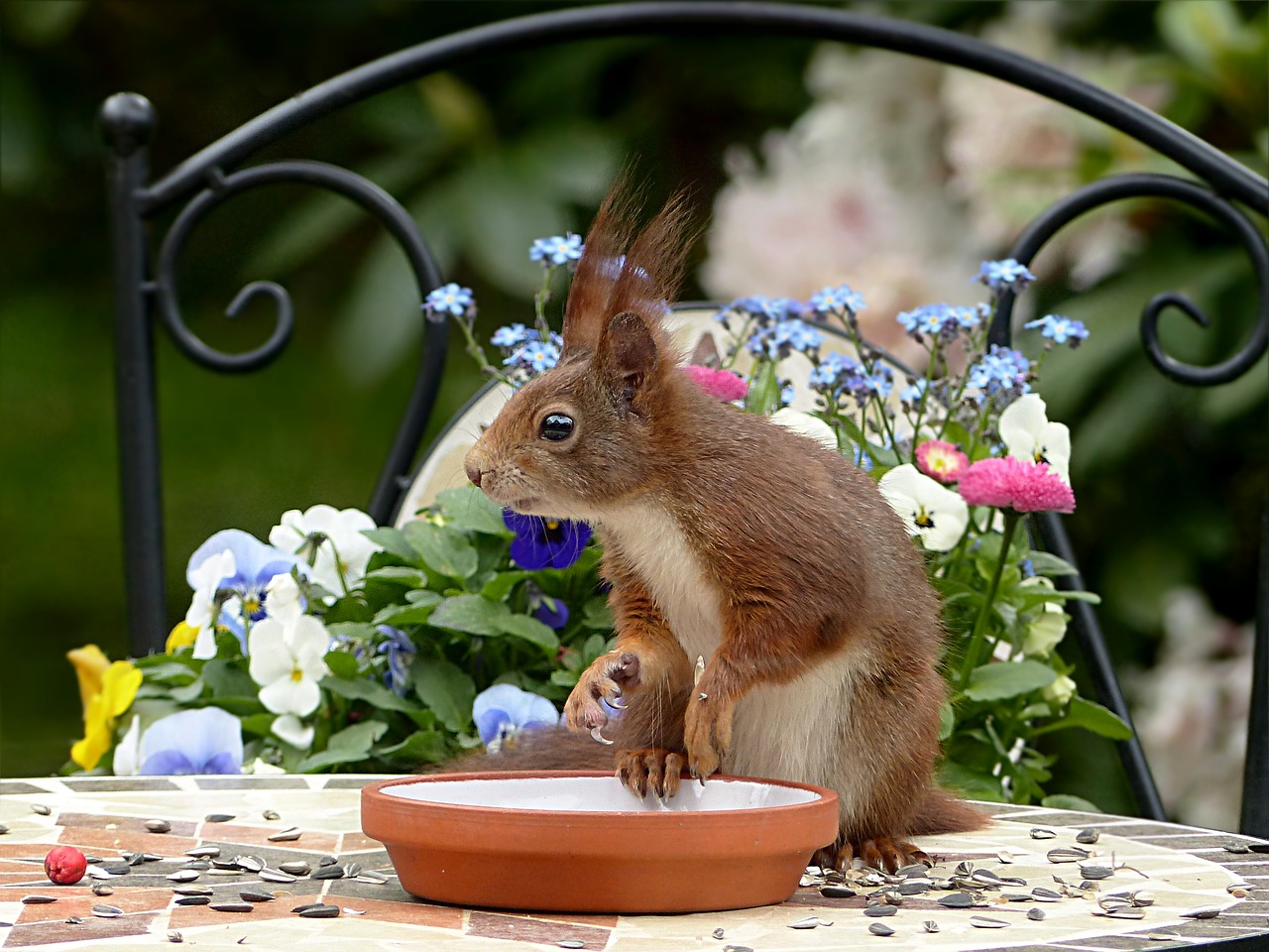 Image - animal rodent squirrel